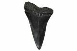 Fossil Broad-Toothed Mako Tooth - South Carolina #374768-1